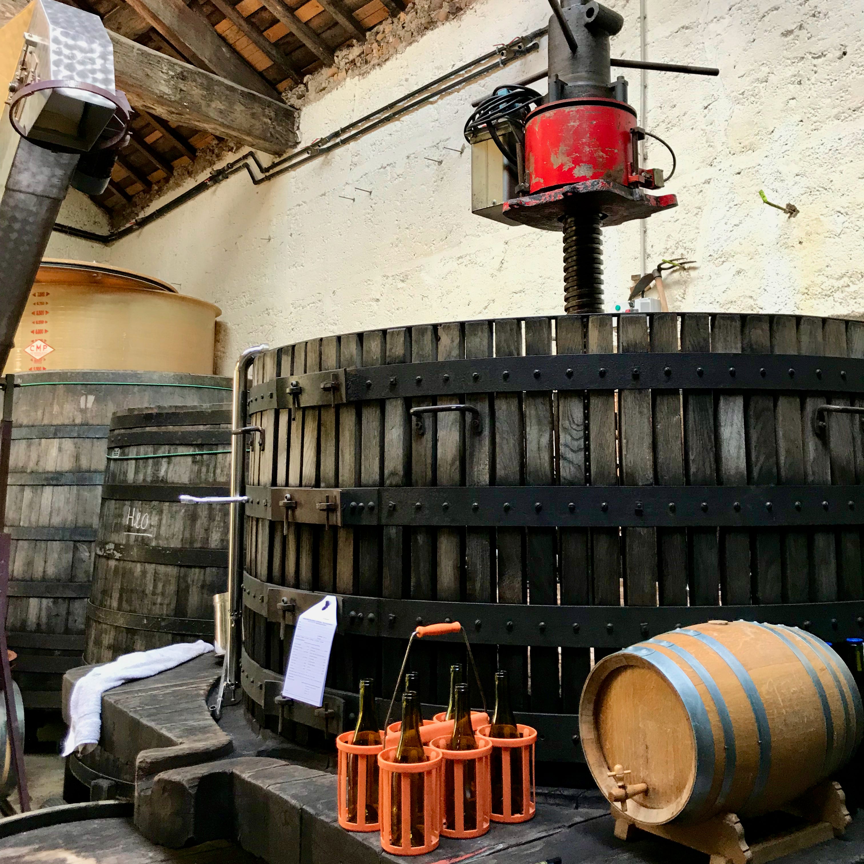 Pinot noir 2024 (IGP Comtés rhodaniens)