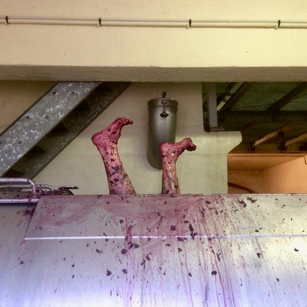 Les Petits Buis 2023 (AOC Côtes-du-Rhône)