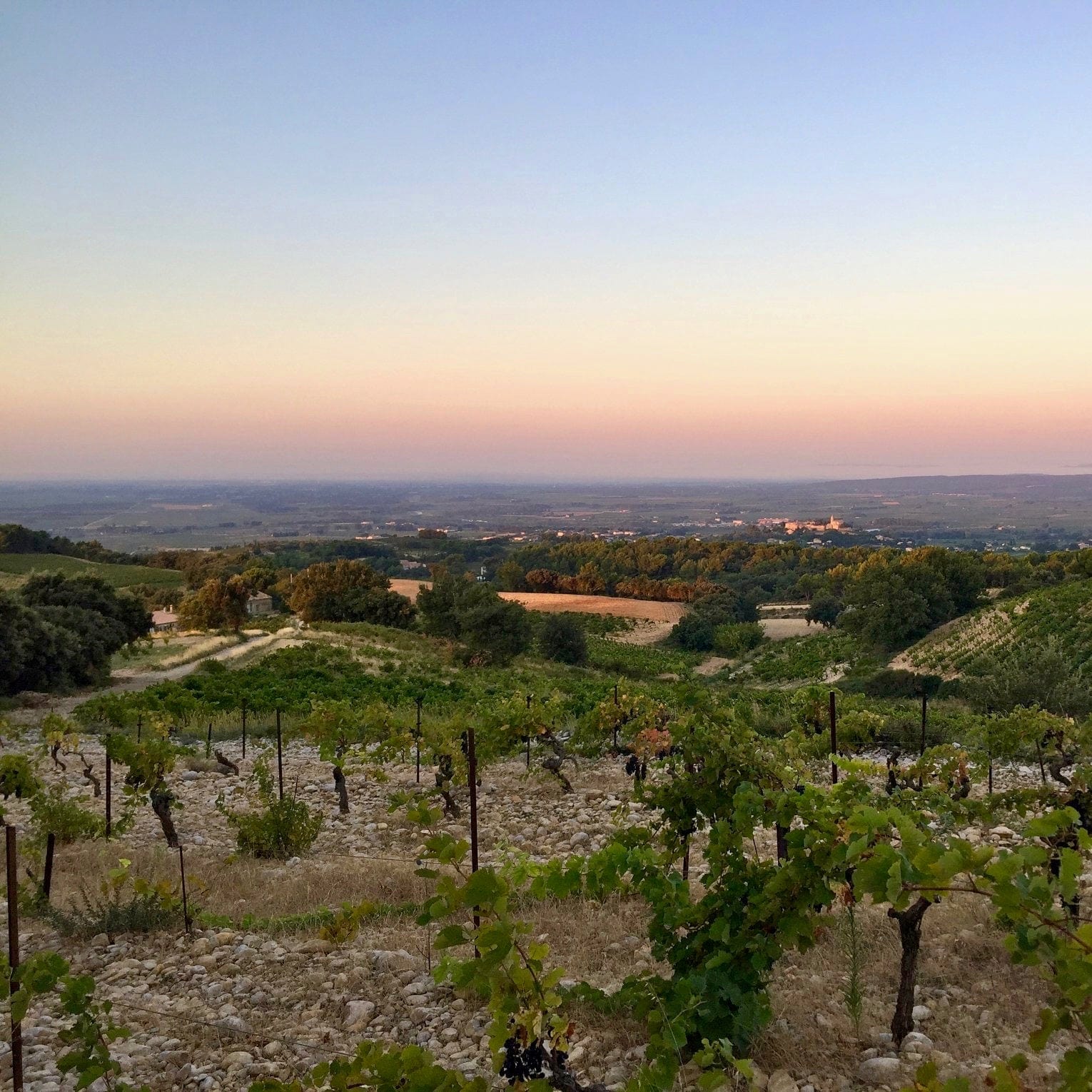 Les Petits Buis 2023 (AOC Côtes-du-Rhône)