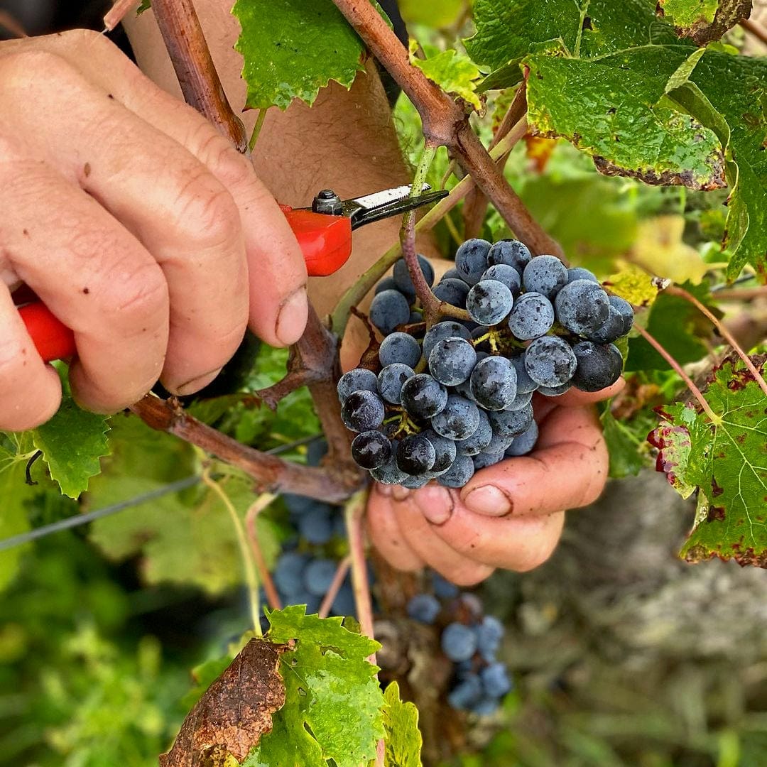 Green Wish 2023 (AOC Saumur-Champigny)