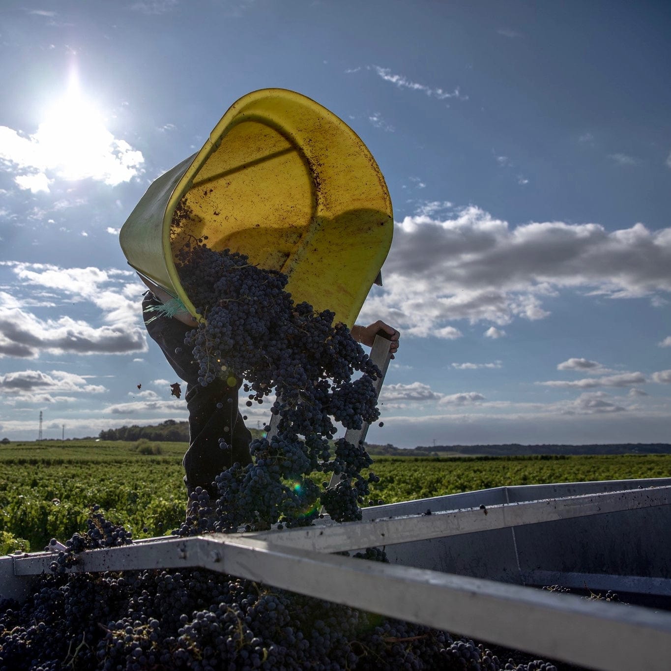 Green Wish 2023 (AOC Saumur-Champigny)