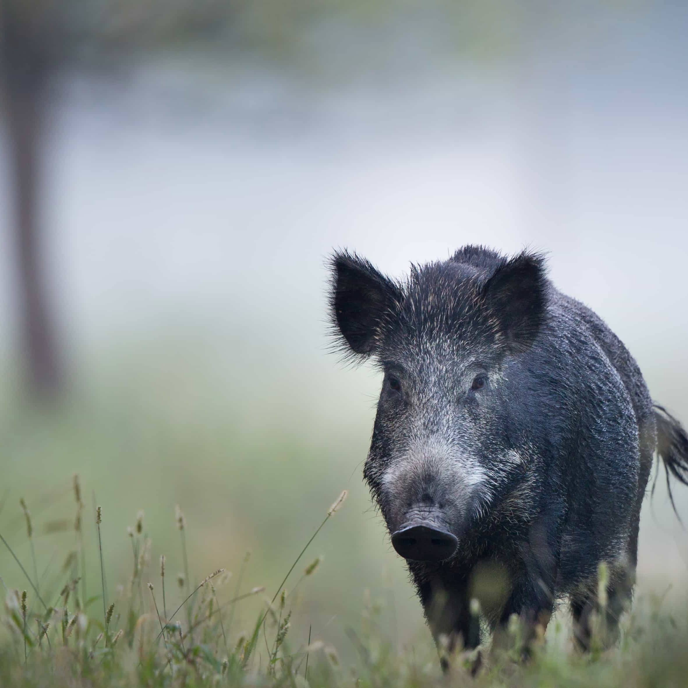 Bob Singlar rouge 2024 (Vin de France)