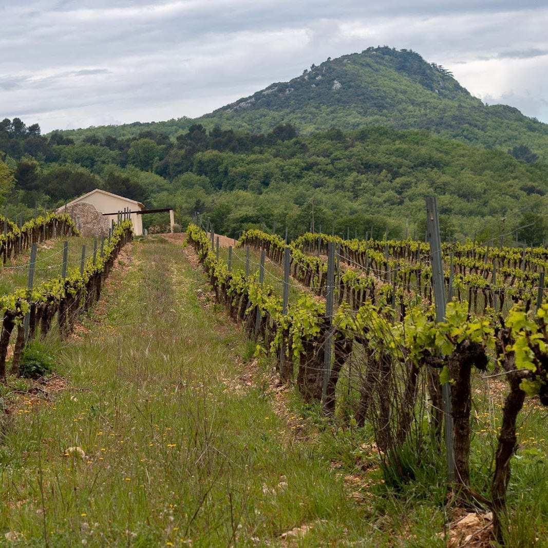 La Mongestine - bob singlar - rouge - bib bio - cubi bio - vin bio - vin nature - let it bib - 4