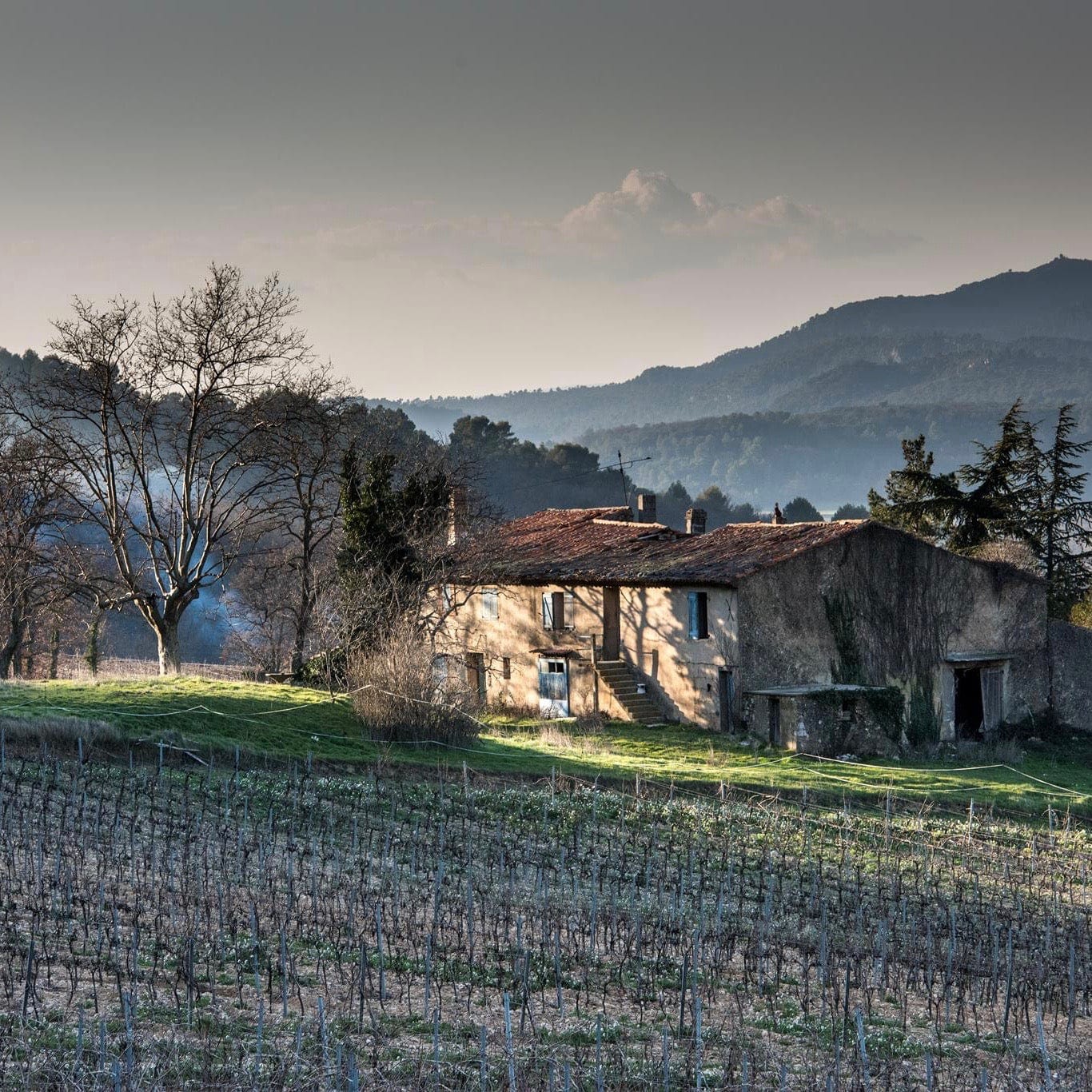 Bob Singlar rouge 2024 (Vin de France)