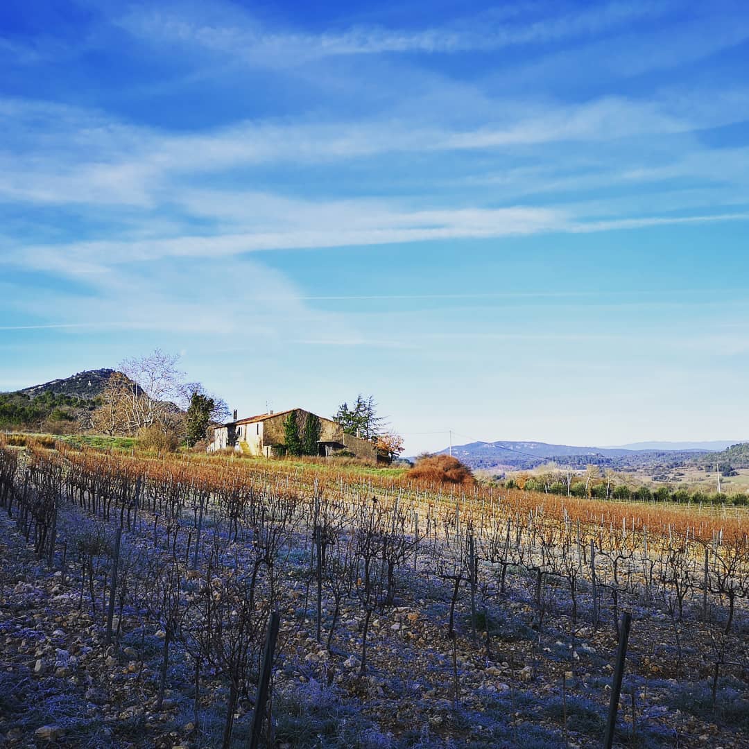 Bob Singlar rouge 2024 (Vin de France)