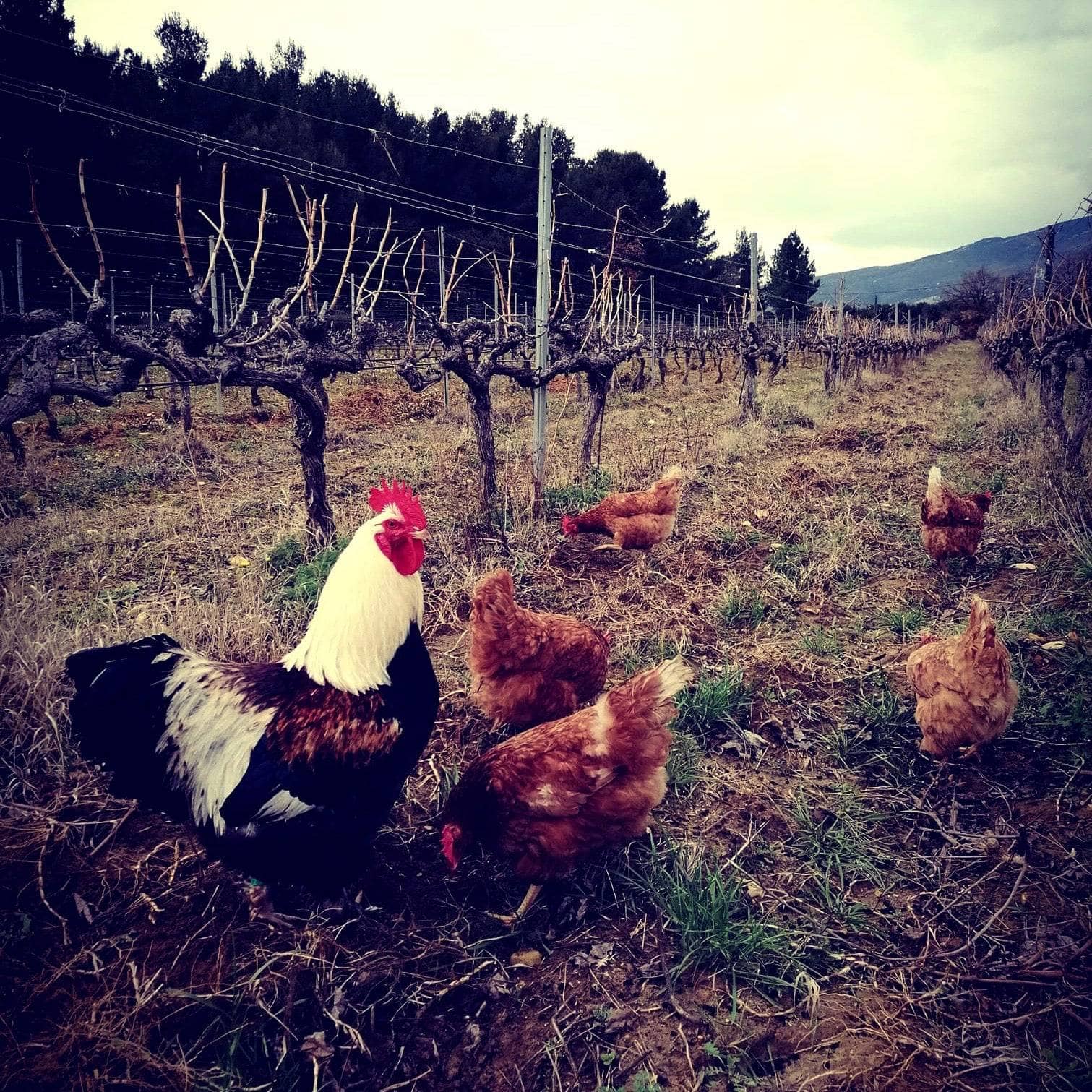 Let it BIB - La Combe au Mas (Marie-Sophie Jullien & Thomas Ayoun) - cubi bio - bib bio - vin nature 3