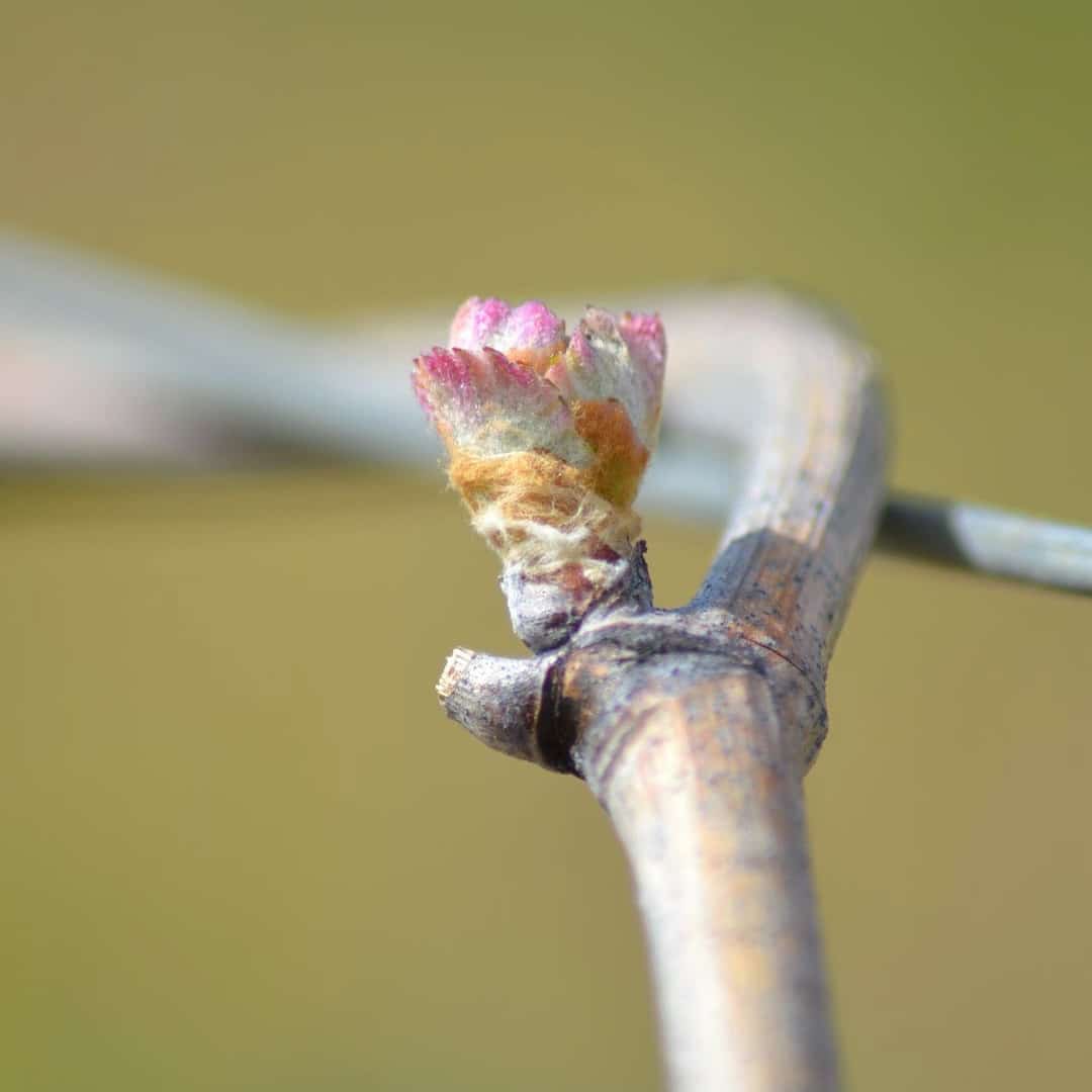 Mas Del Périé - Fabien Jouves - Let it BIB - vin nature - Cahors - bib bio - cubi bio - 13