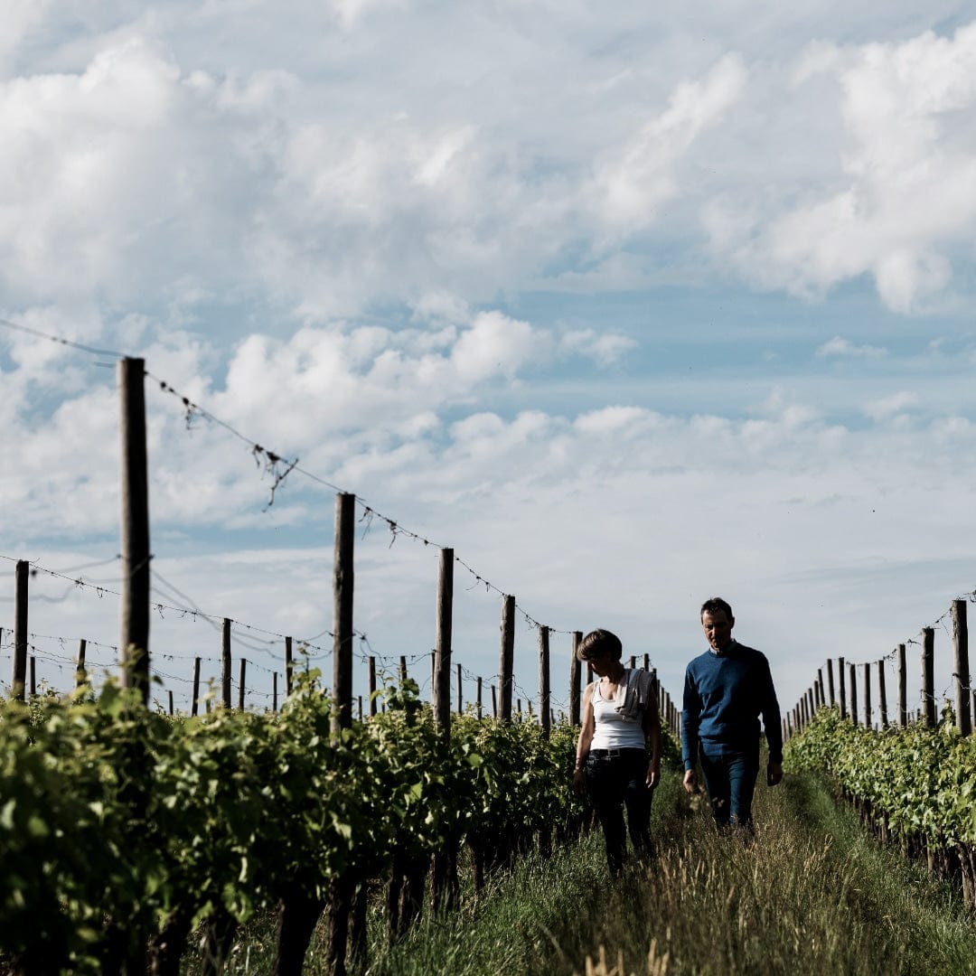 Mauro Guicheney - Corine - sauvignon - Côtes-de-Duras - let it bib - bib - cubi - vin nature - biodynamie - 10