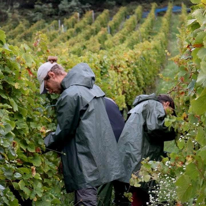 Bang-Bang ! (Vin de France)