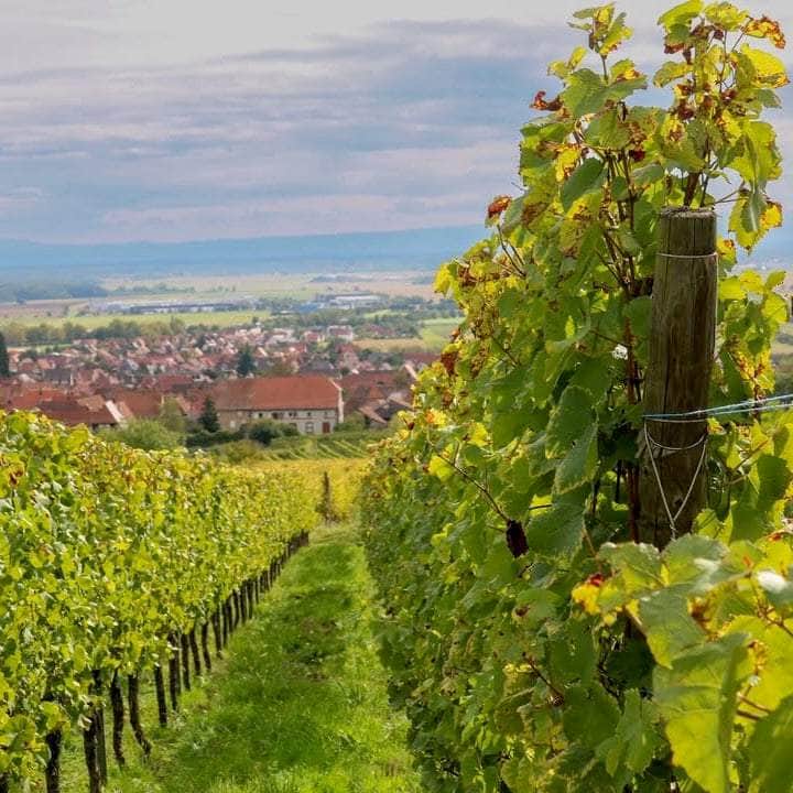 Bang-Bang ! (Vin de France)