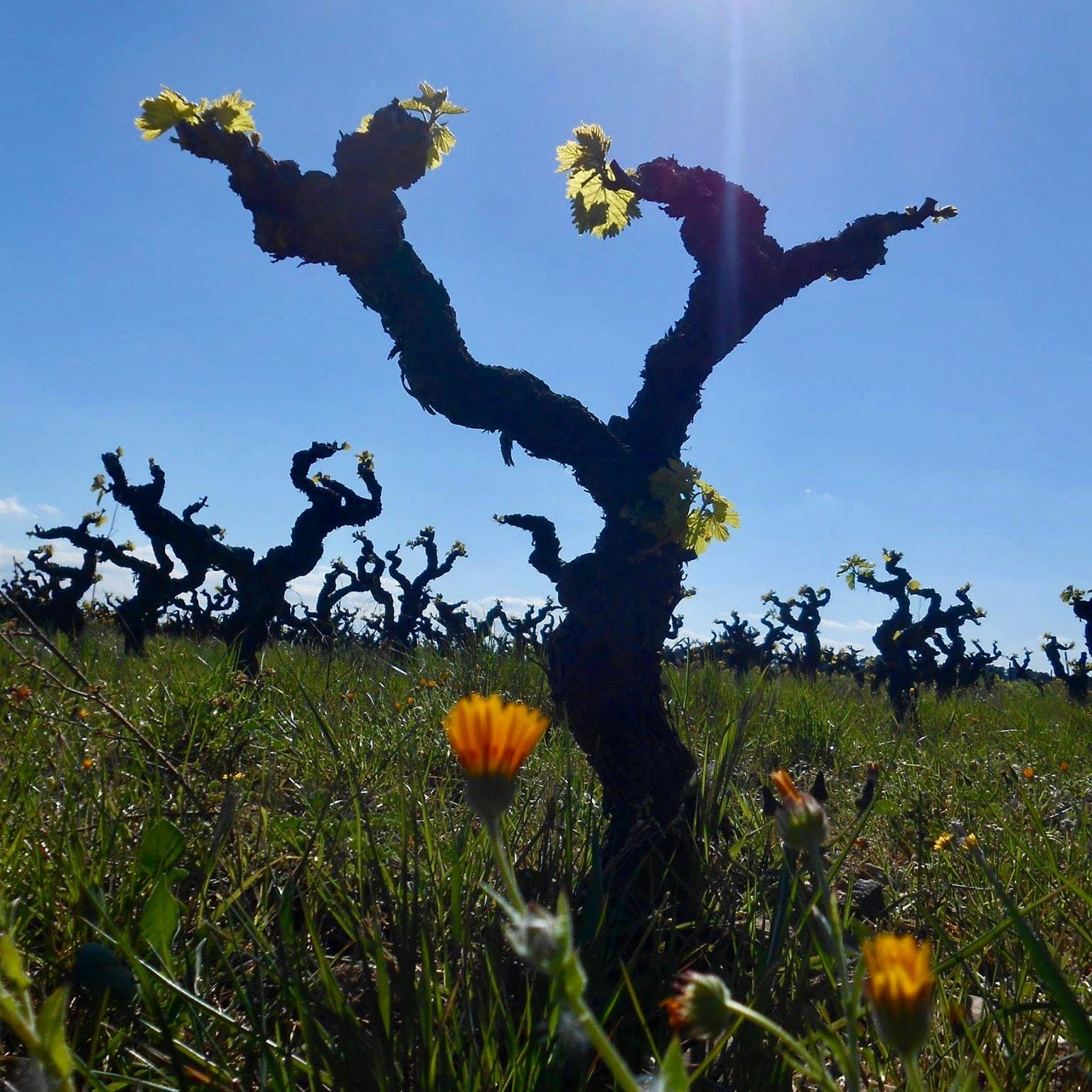 Tralari - clos des jarres-Vivien Hemelsdael - syrah grenache carignan - minervois - cubi bio - bib bio - vin nature 2