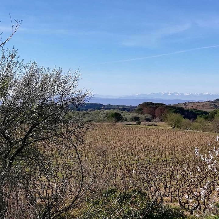 Tralari - clos des jarres-Vivien Hemelsdael - syrah grenache carignan - minervois - cubi bio - bib bio - vin nature 6