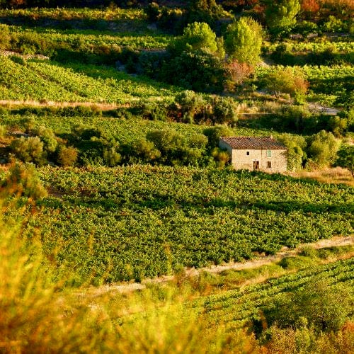 bibi bio - cubi bio - let it bib - vin bio - clos roca - 2
