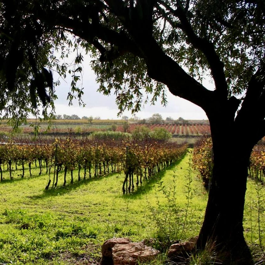 bibi bio - cubi bio - let it bib - vin bio - clos roca - 3