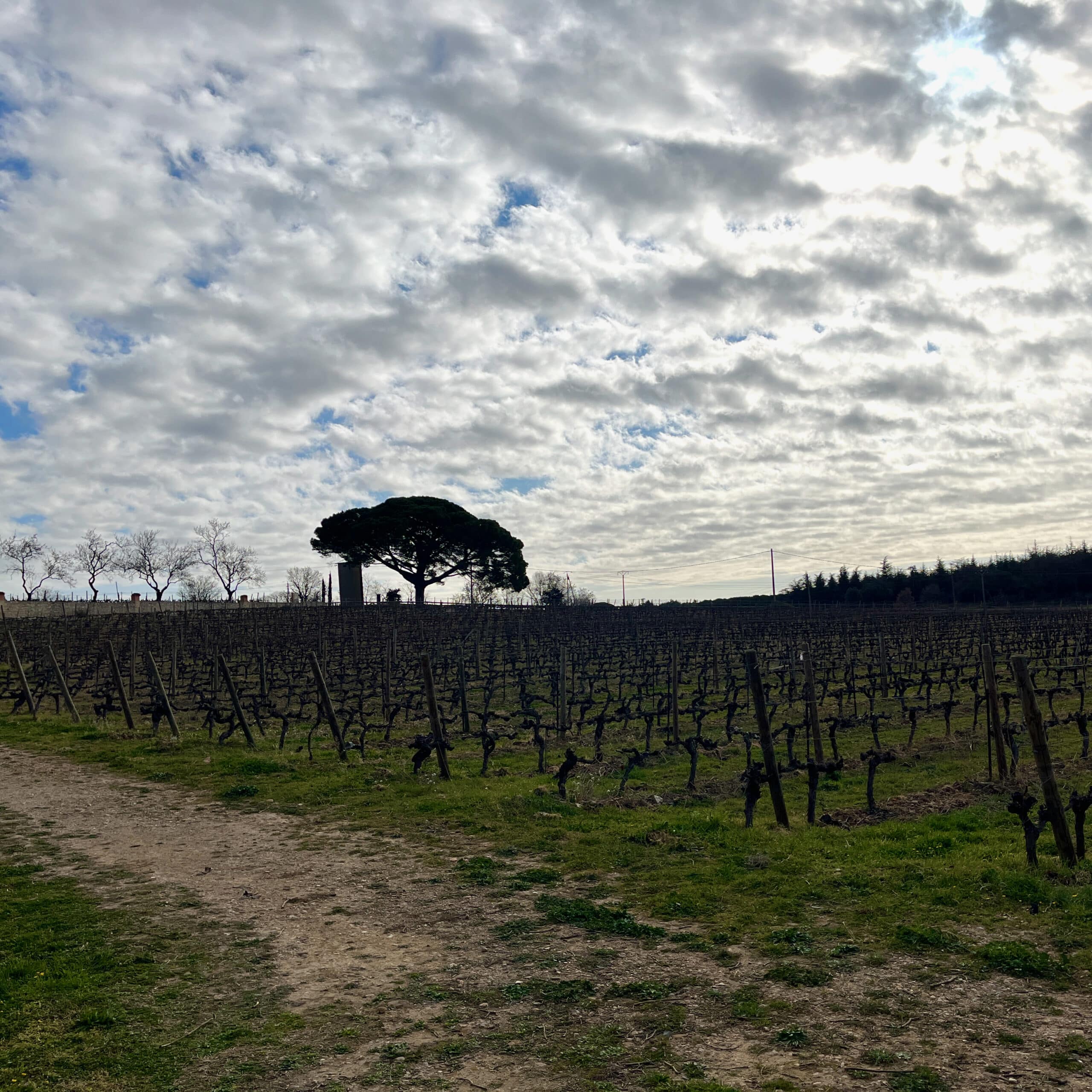 catherine bernard - maintenant - carignan - grenache - bib bio - cubi bio - vin nature - let it bib - 1 (1)