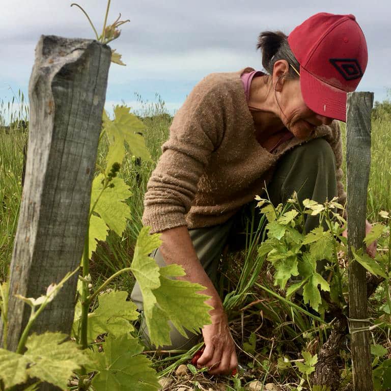 catherine bernard - maintenant - carignan - grenache - bib bio - cubi bio - vin nature - let it bib - 2
