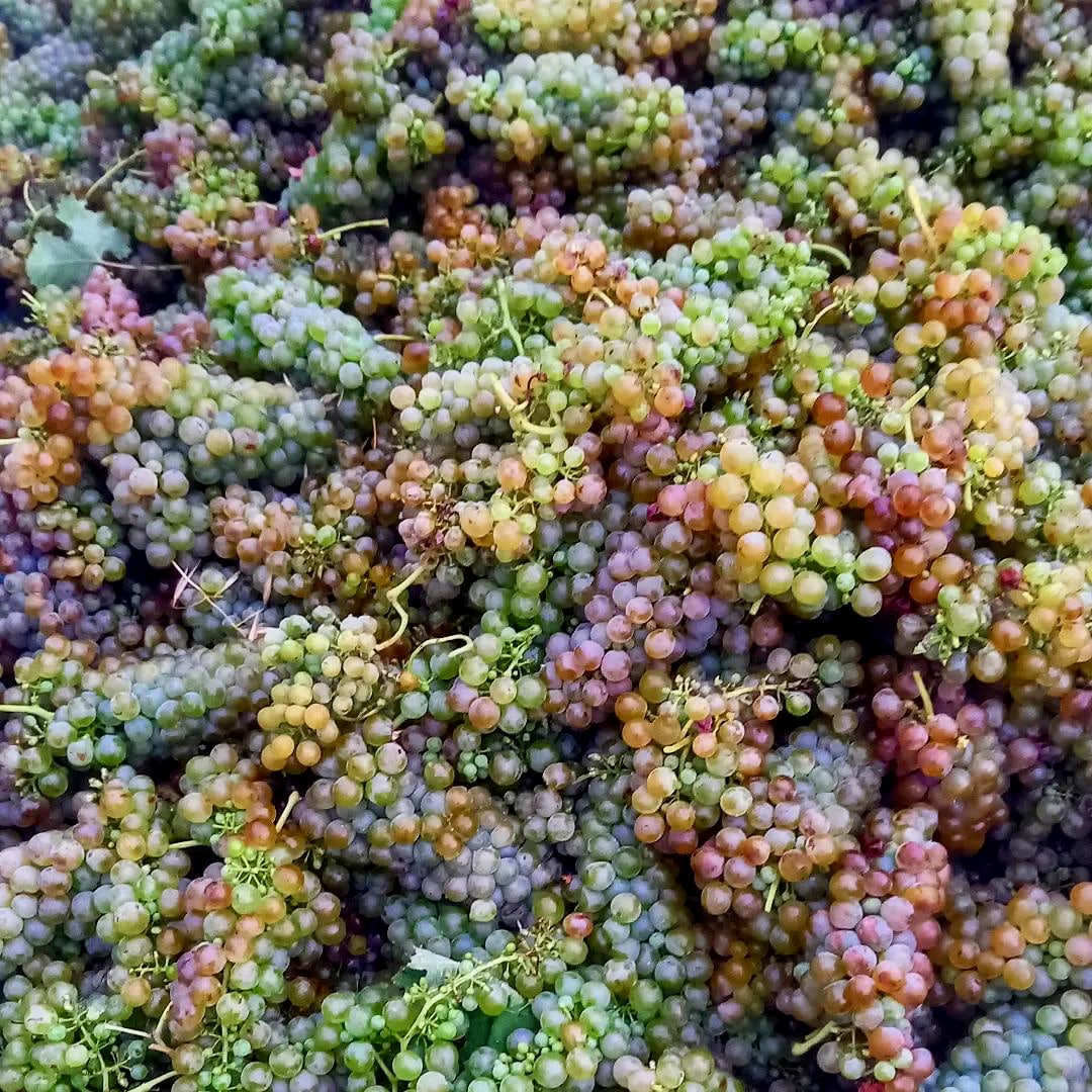 chateau beauregard-mirouze - karine et nicolas - corbières - lo fadat - blouge de laÌ€ - let it bib - cubi bib bio - biodynamie - vin nature - 2