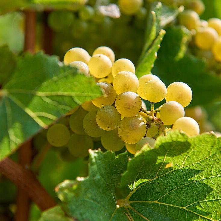 Pot de vin 2023 (Vin de France)