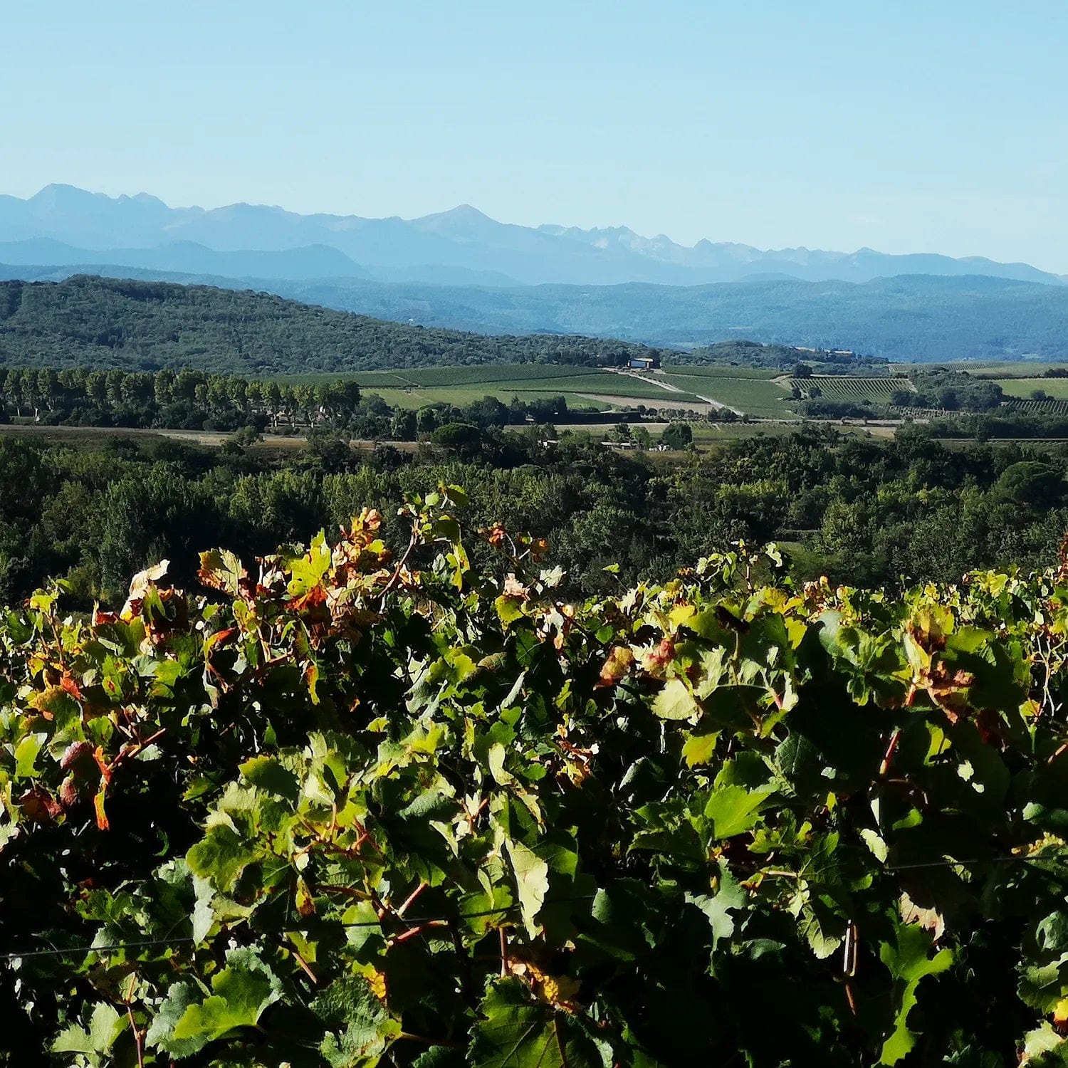 Pot de vin 2023 (Vin de France)