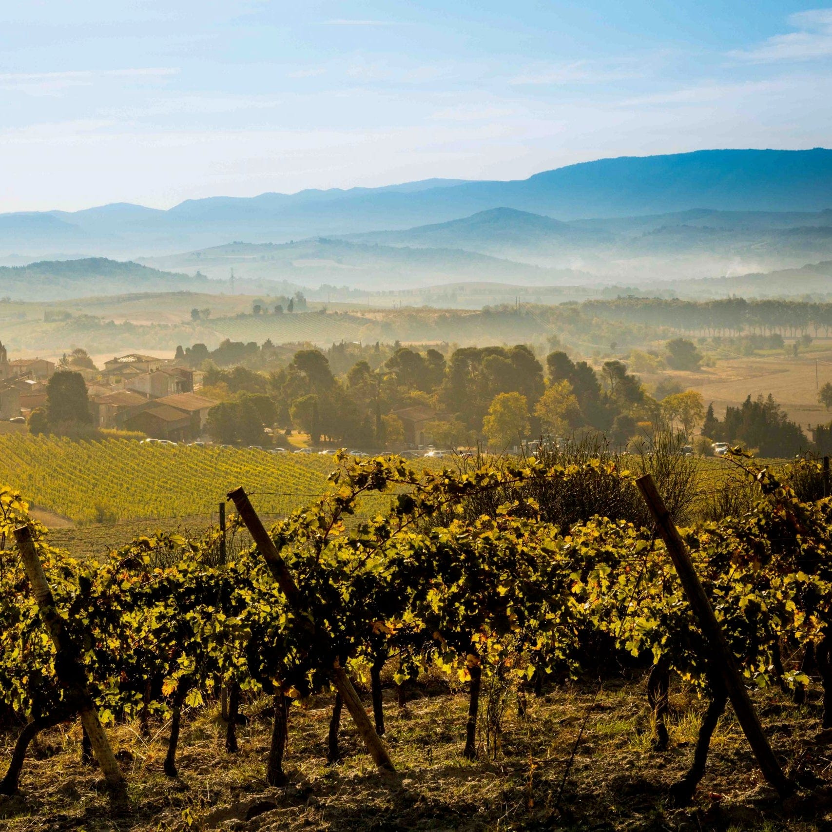 Pot de vin 2023 (Vin de France)