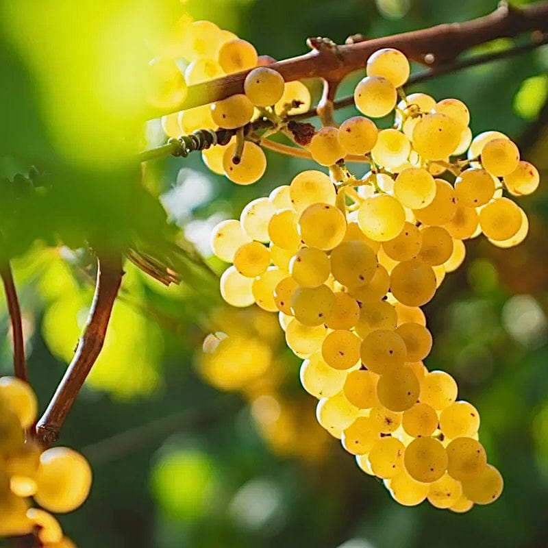 Pot de vin 2023 (Vin de France)