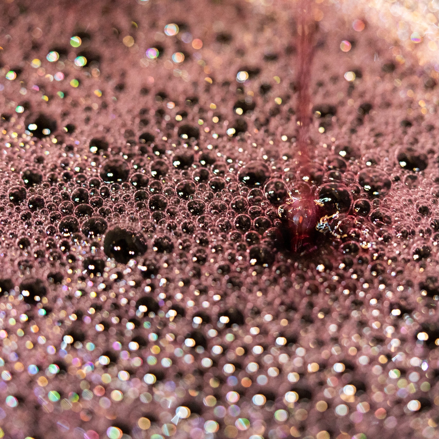 Pinot noir 2024 (IGP Comtés rhodaniens)