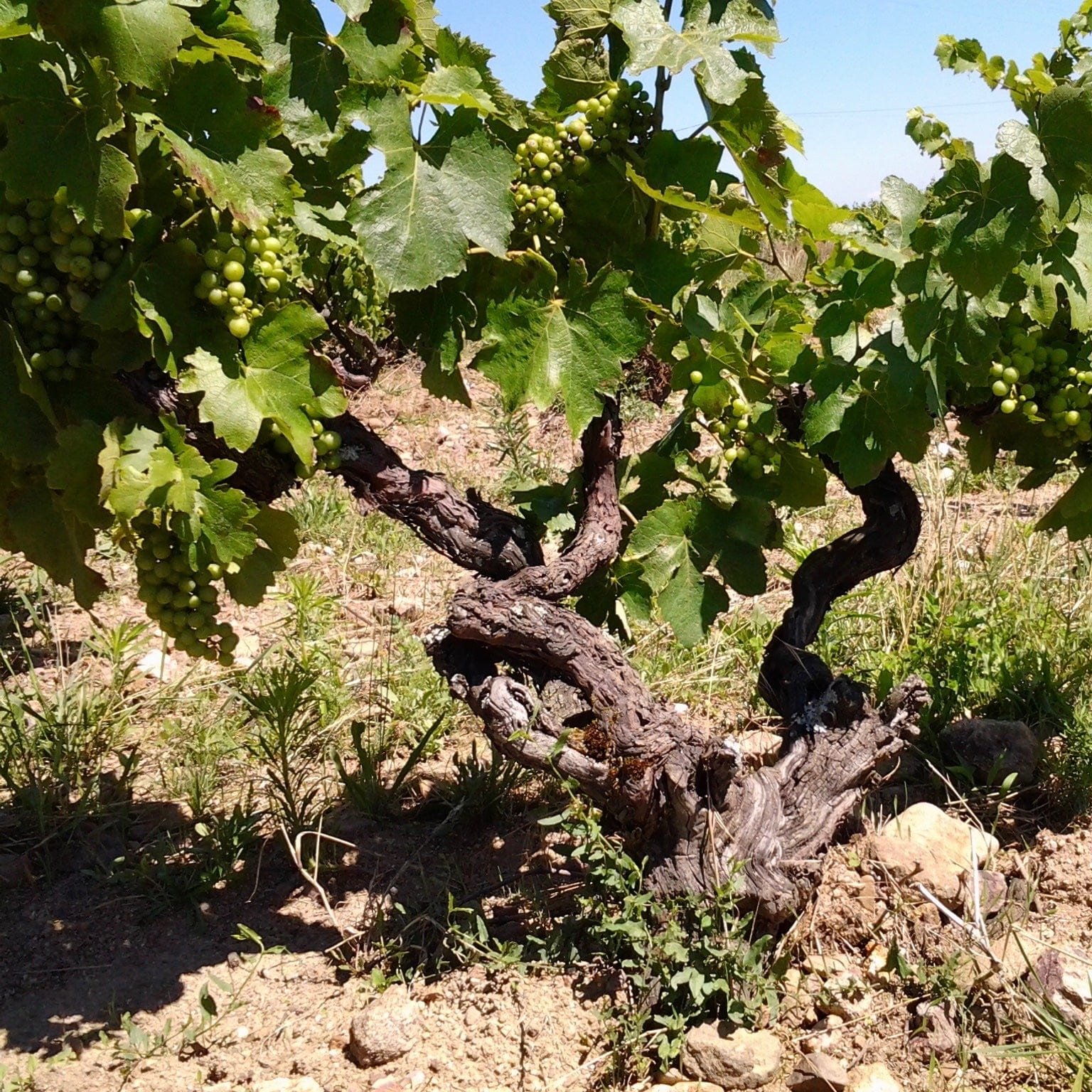 cyril alonso-bib'ron-3 litres-cubi bio-bib bio-vin bio-vin nature-vive le cubi libre - 2