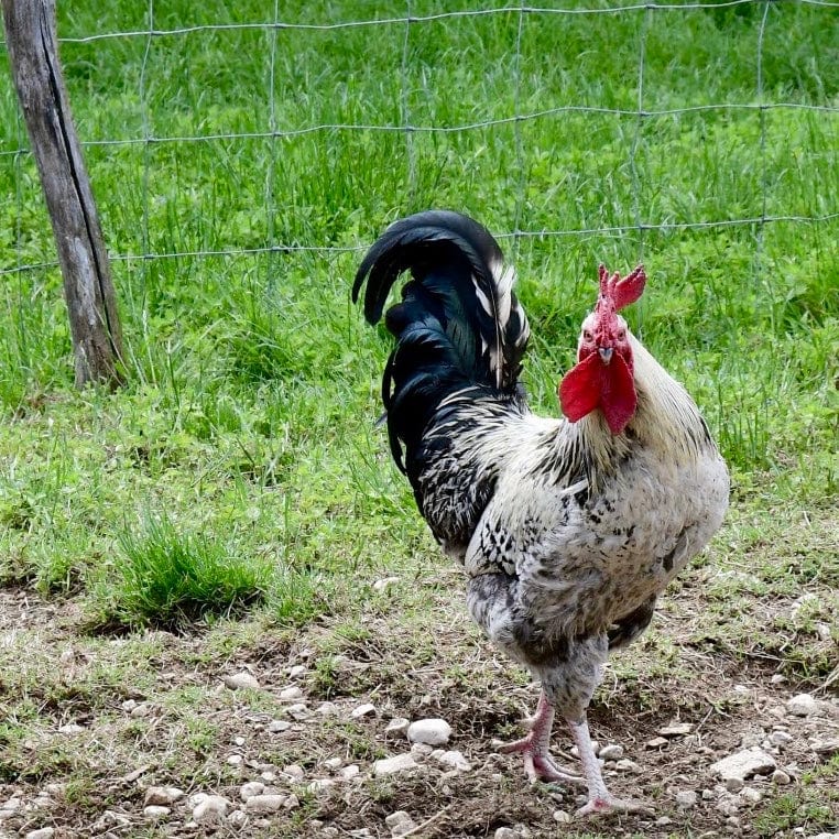 cyril alonso-bib'ron-3 litres-cubi bio-bib bio-vin bio-vin nature-vive le cubi libre - 6