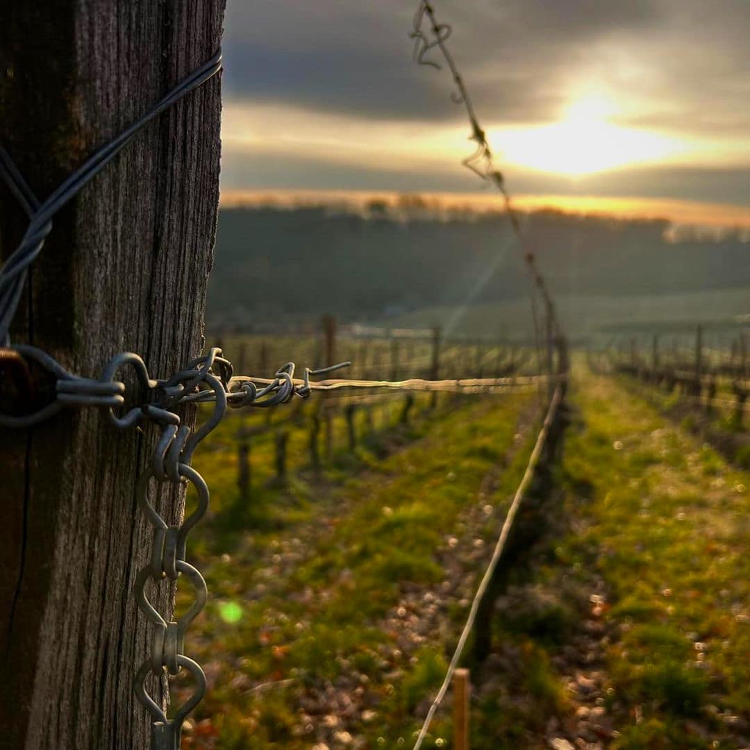 domaine bobinet - emeline calvez - sébastien - saumur - let it bib - vin nature - vin bio - bib bio - cubi bio - vin bio - 12