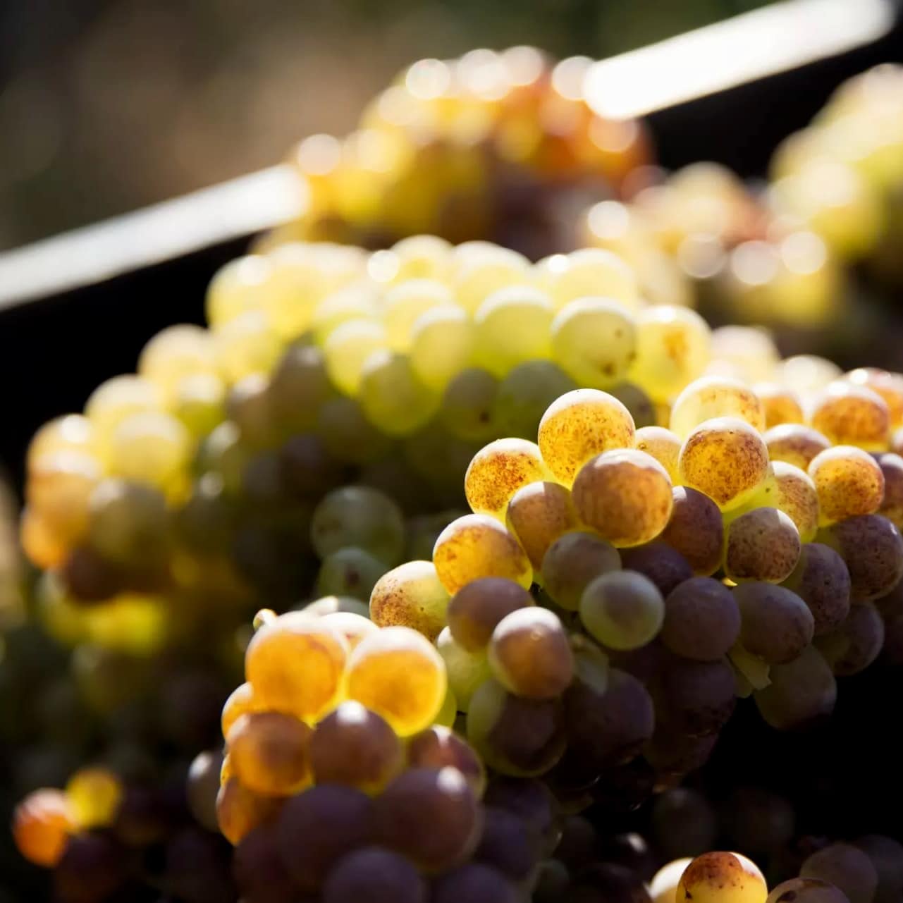 domaine des palais - viognier - let it bib - cubi bio - bib bio - côte roannaise - loire volcanique - vin nature - 9