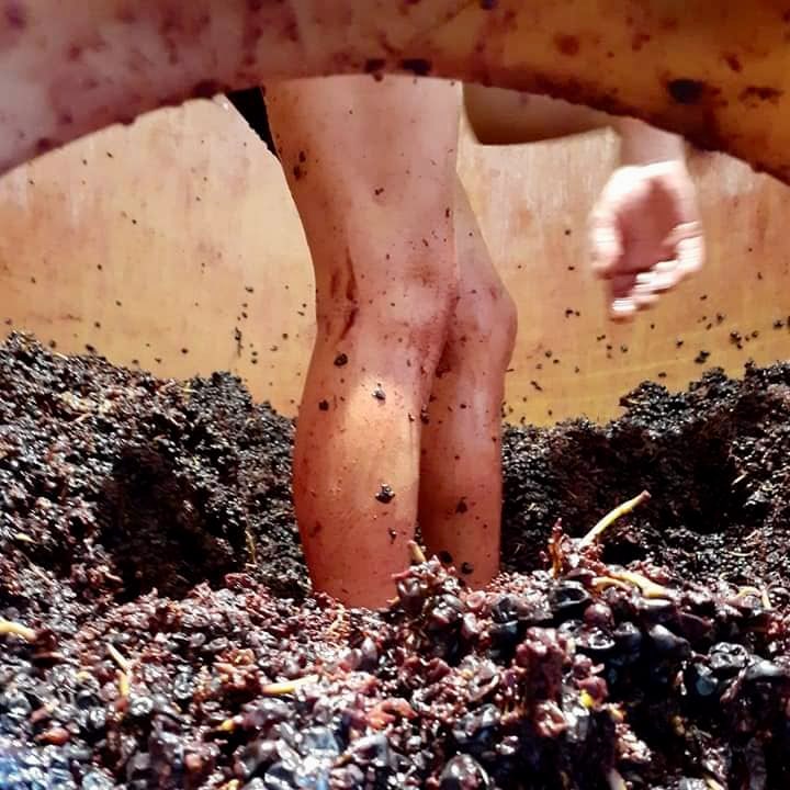 domaine marcel lapierre - camille et mathieu lapierre - raisins gaulois - beaujolais - gamay - morgon - let it bib - bib bio - cubi bio - bib nature - cubi nature - vin nature - 17