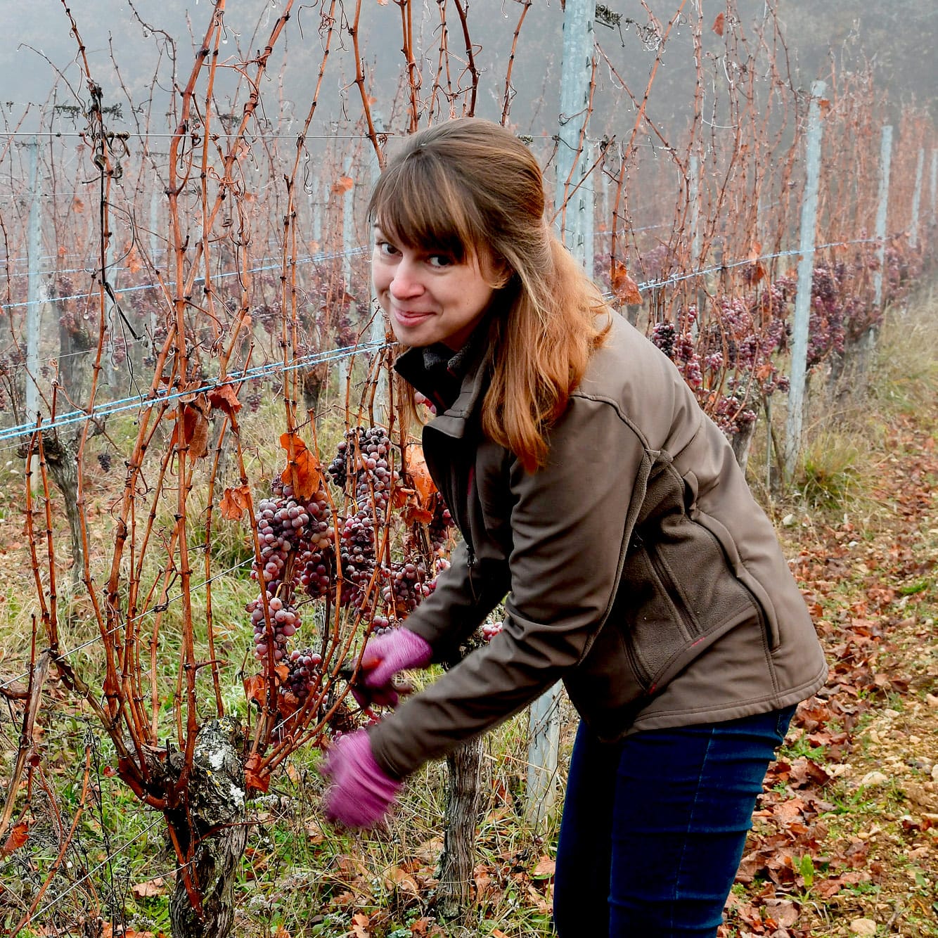 L'Envol des trois papillons blancs 2024 (Vin de France)