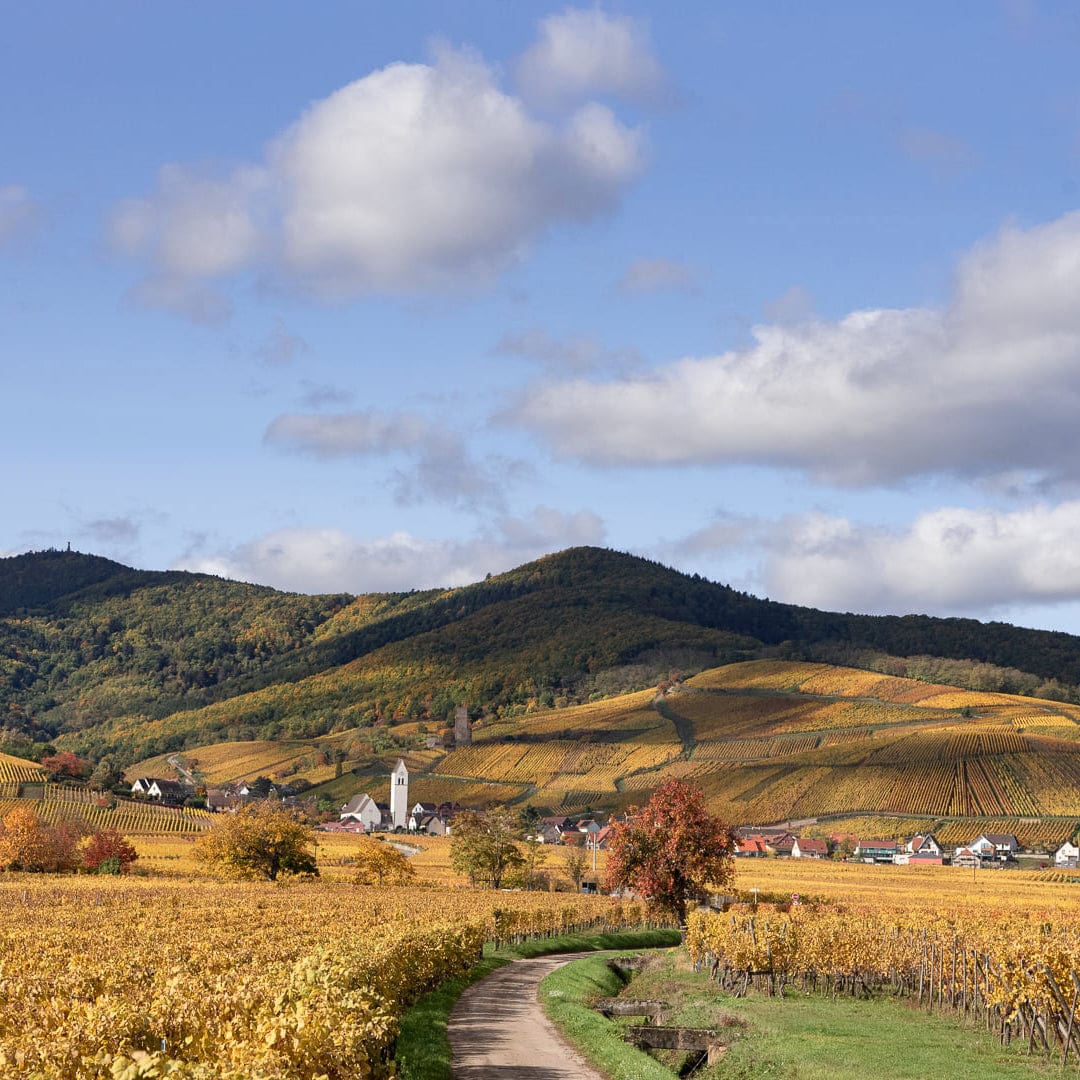 L'Envol des trois papillons blancs 2024 (Vin de France)