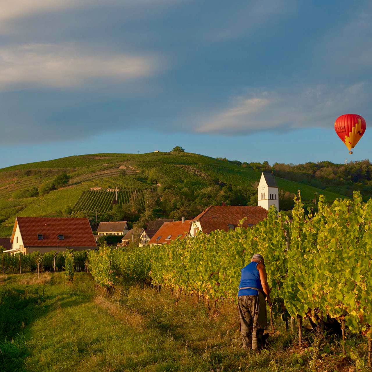 L'Envol des trois papillons blancs 2024 (Vin de France)