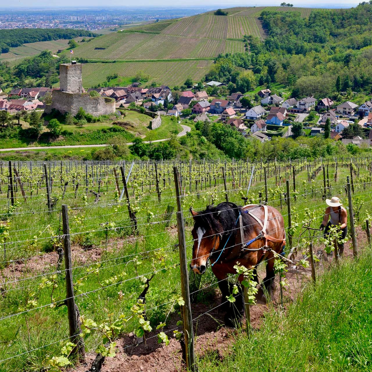 L'Envol des trois papillons blancs 2024 (Vin de France)