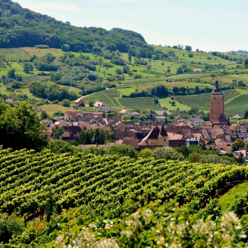 Le Rouge (trousseau) 2023 (Vin de France)