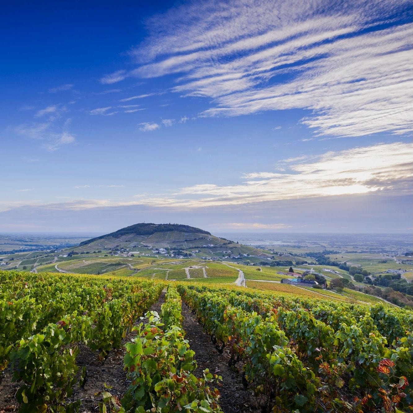 Red Submarine 1945 (AOC Brouilly)