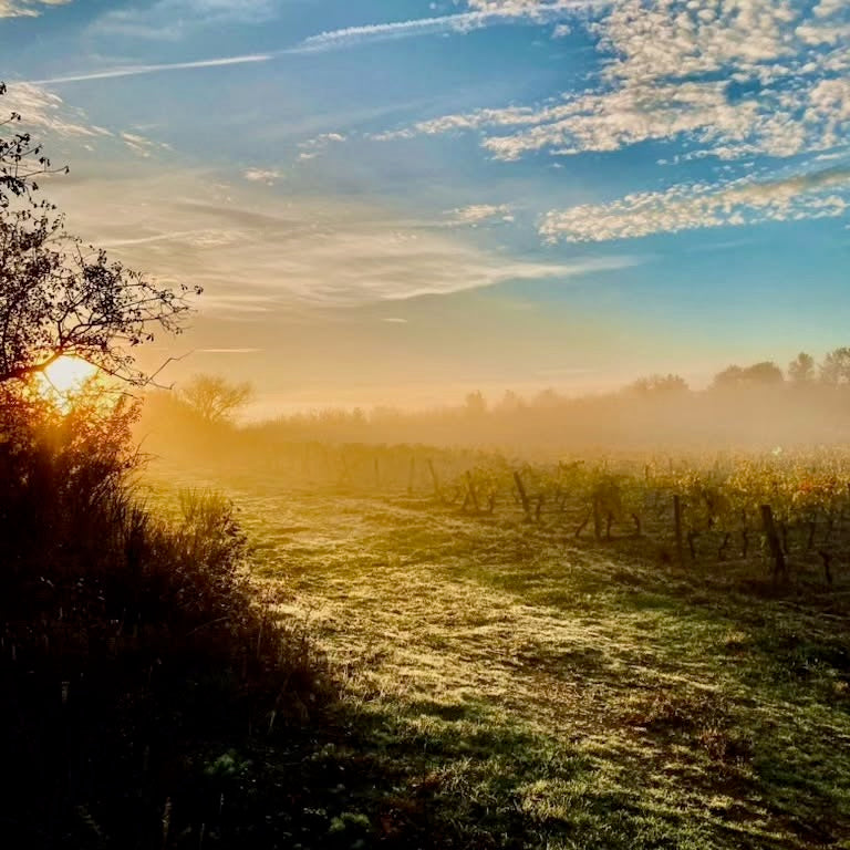 Entre copains 2024 (AOC Coteaux du Lyonnais)