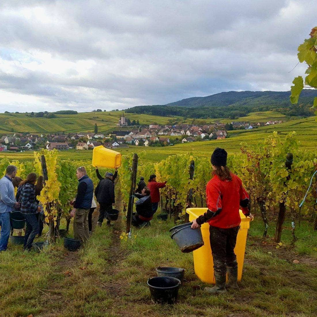 eblin-fuchs-sylvaner-pinot-gris-alsace-demeter-let-it-bib-bib bio-cubi-bio-vin-nature - 3