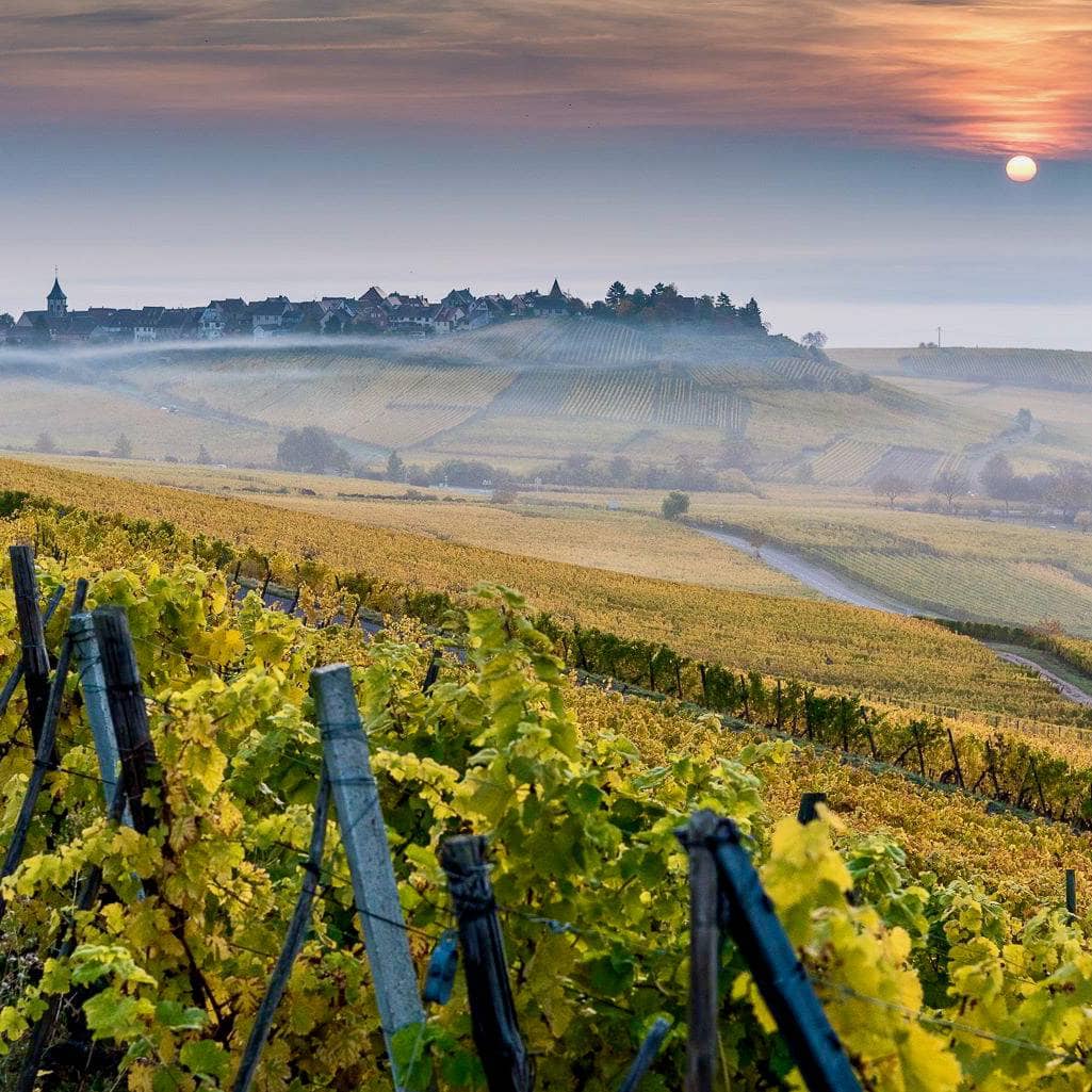 eblin-fuchs-sylvaner-pinot-gris-alsace-demeter-let-it-bib-bib bio-cubi-bio-vin-nature - 4