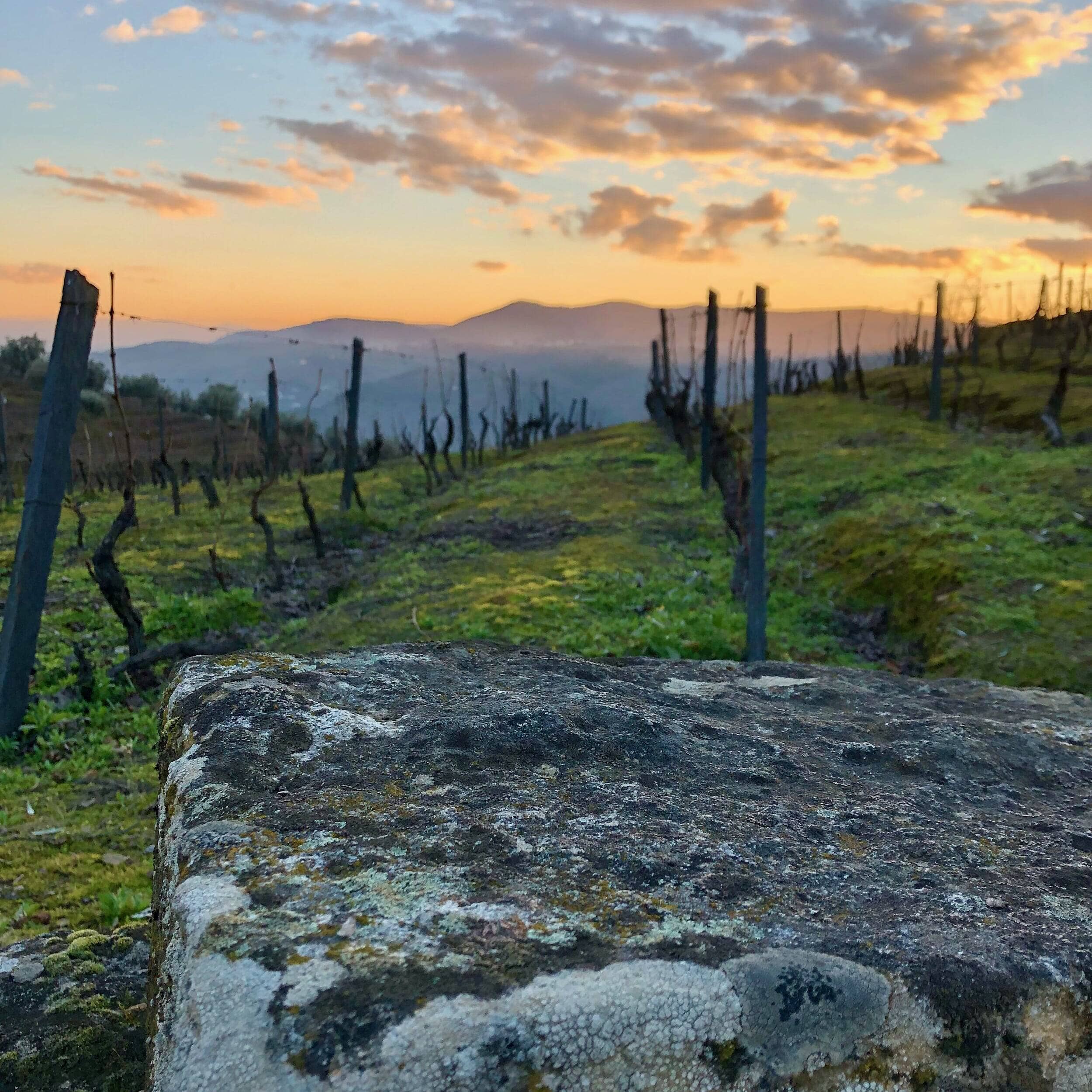 folias de baco - Tiago Sampaio - UIVO branco - portugal - Douro - let it bib - bib bio - cubi bio - bib vin nature - cubi vin nature - 3