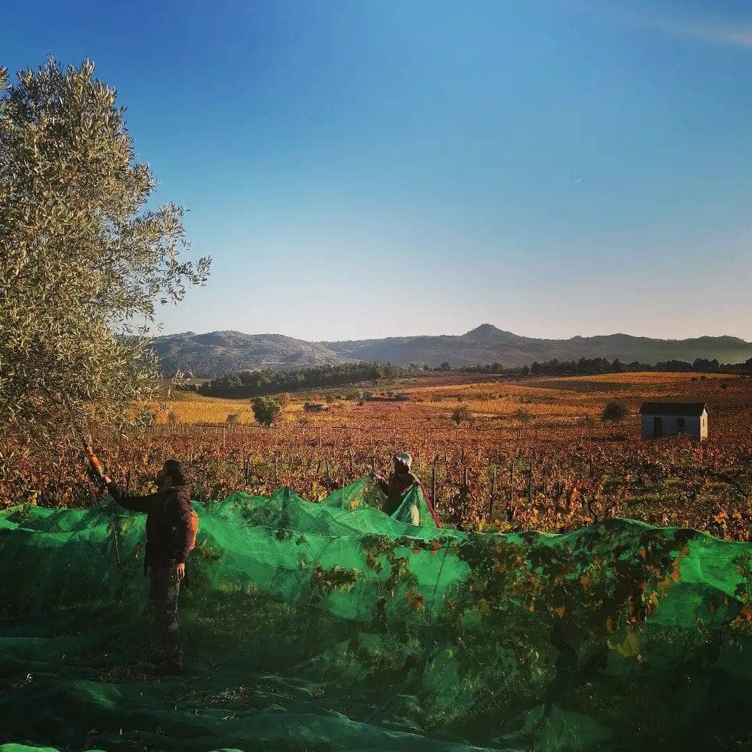 folias de baco - Tiago Sampaio - UIVO branco - portugal - Douro - let it bib - bib bio - cubi bio - bib vin nature - cubi vin nature - 7