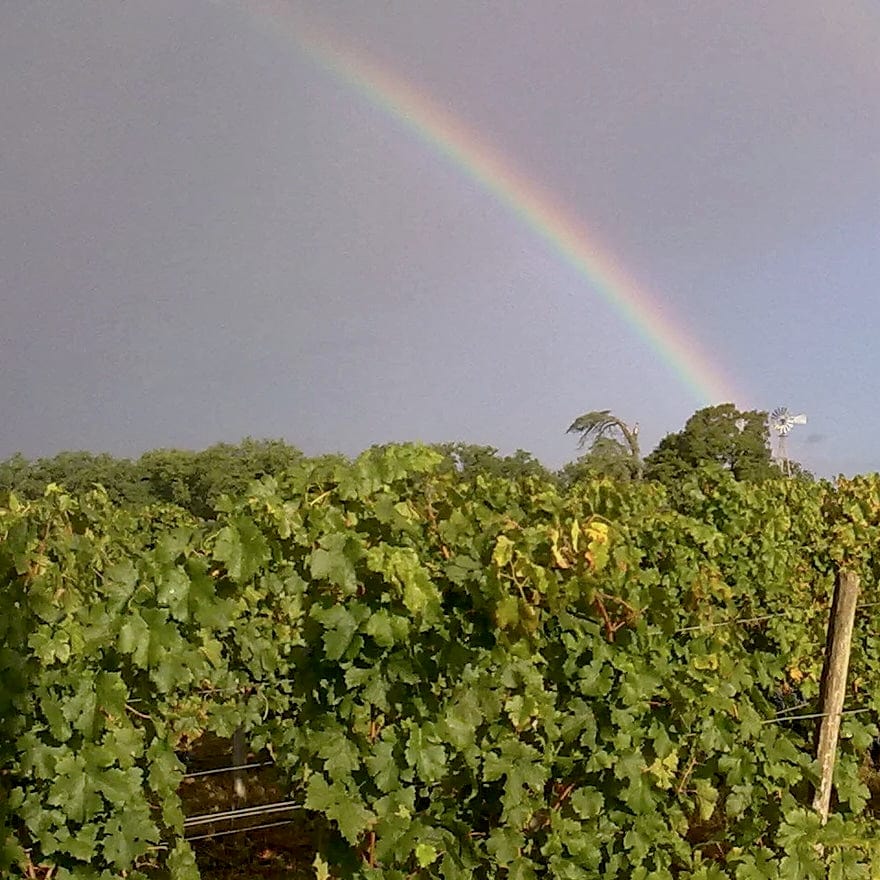 fourton la garenne - aude richard - sans sulfite - bib bio - cubi bio - demeter - vin nature - let it bib - bordeaux - 7