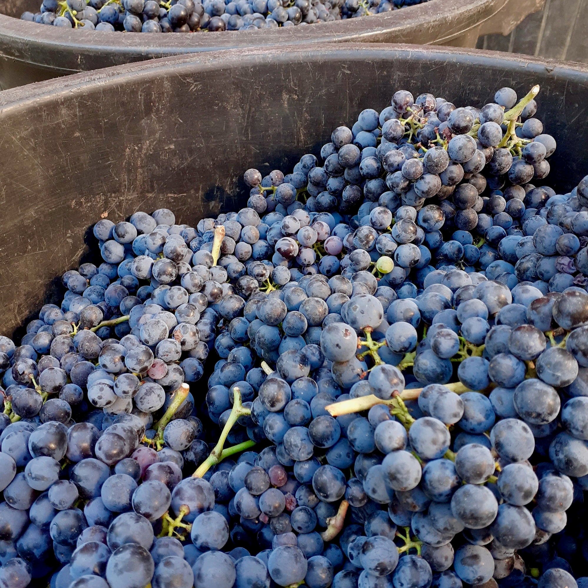 fourton la garenne - aude richard - sans sulfite - bib bio - cubi bio - demeter - vin nature - let it bib - bordeaux - 9
