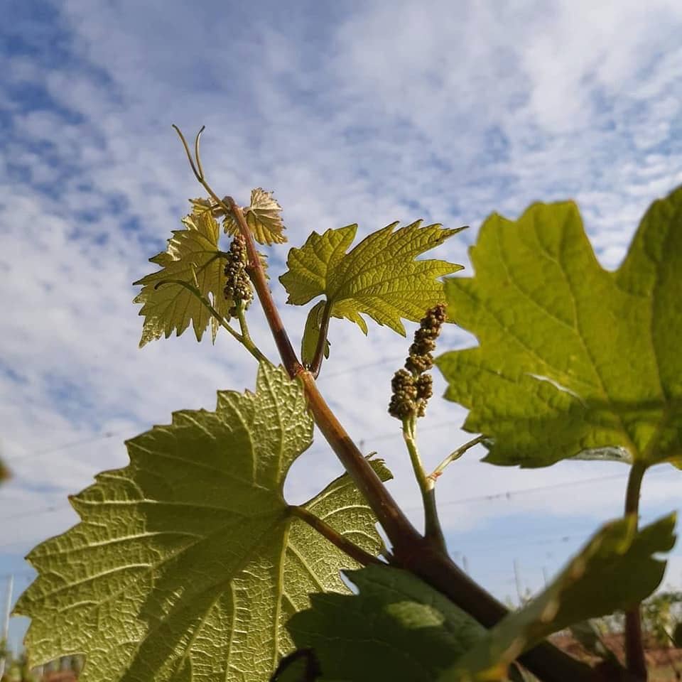 Grand Laval 2023 (Vin de France)