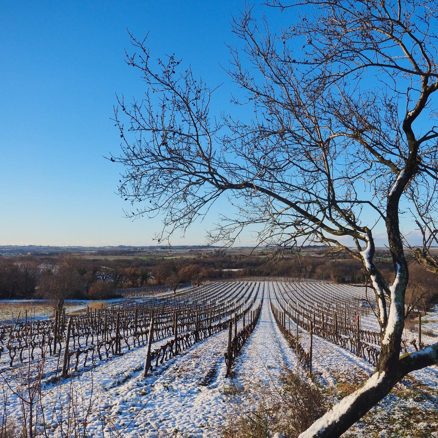 L'Univers Parallèle 2022 (Vin de France)