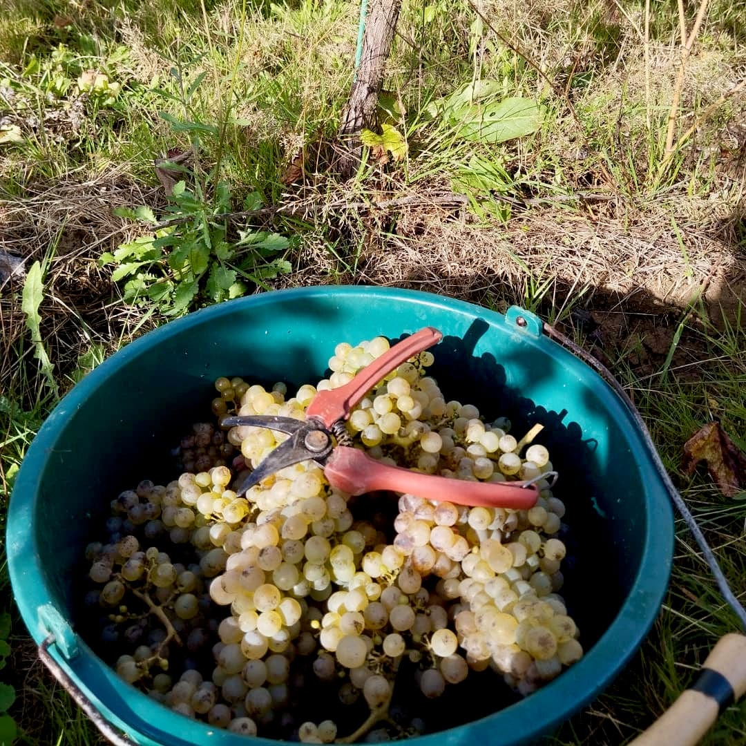 Radicalement blanc 2023 (AOC Anjou)
