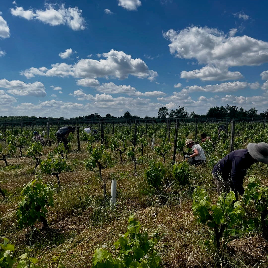 Au fil des vignes (Vin de France)
