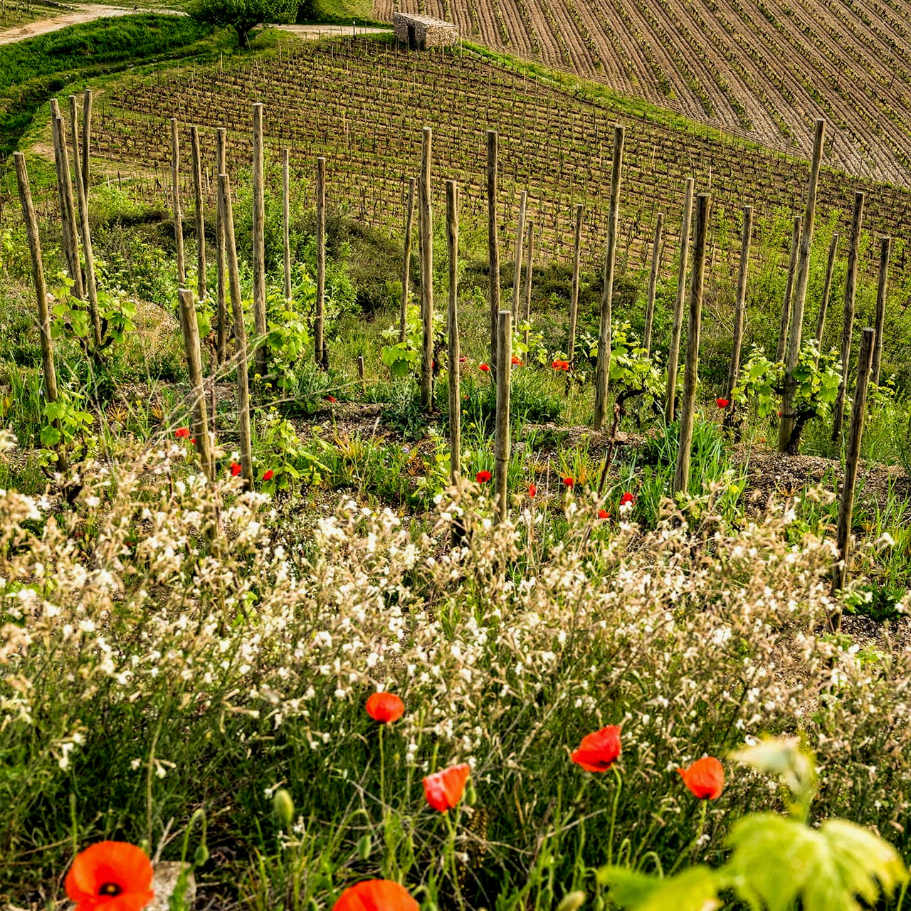 Cuvée S 2024 (AOC Crozes-Hermitage)