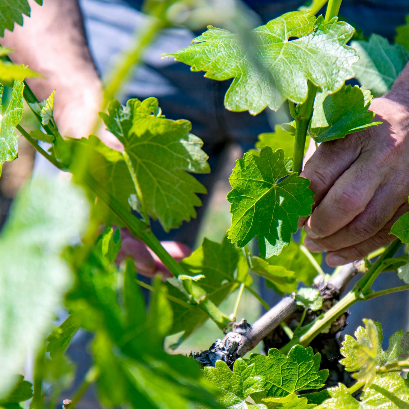 mas edem - farniente - rouge - cubi bio - bib bio - vin nature - let it bib - luberon - 6